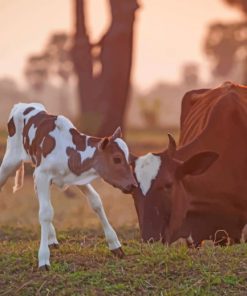 New Born Baby Cow paint by numbers