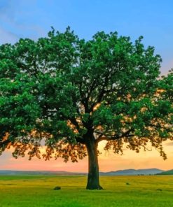 Lone Oak Tree In A Grassland paint by numbers