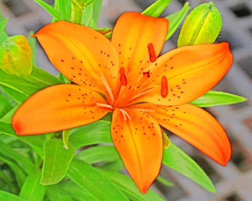 Orange Asiatic Lily paint by numbers