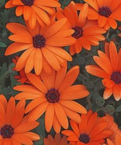 Orange Flowers painting by numbers