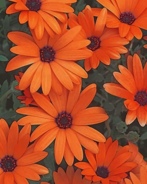 Orange Flowers painting by numbers