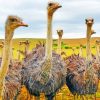 Ostriches In A Field paint by numbers