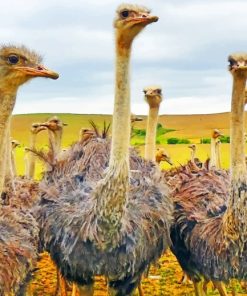 Ostriches In A Field paint by numbers