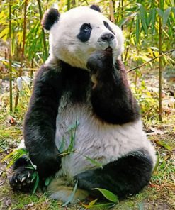 Panda Bear Eating painting by numbers