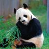 Panda Bear Eating Leaves paint by numbers