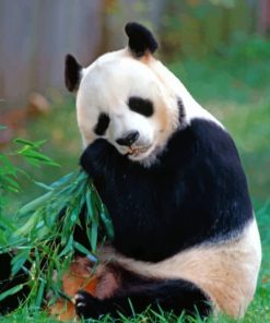 Panda Bear Eating Leaves paint by numbers