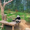 Panda Sitting On Brown Wooden Bench painting by numbers