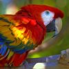 Colorful Parrot Closeup paint by numbers