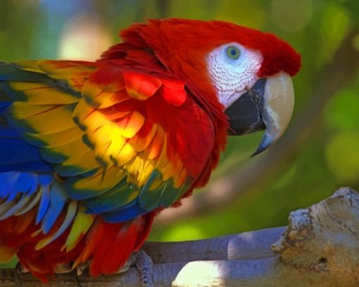 Colorful Parrot Closeup paint by numbers