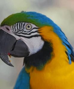 Close Up Of A Parrot paint by numbers