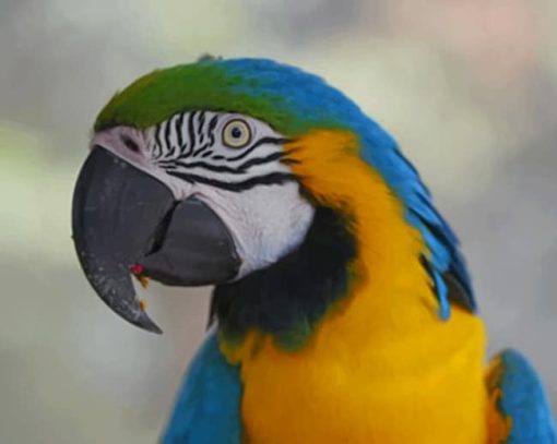 Close Up Of A Parrot paint by numbers