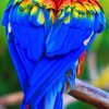 Colorful Parrot From Behind paint by numbers