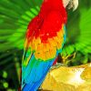 Parrot With Colorful Feathers paint by numbers