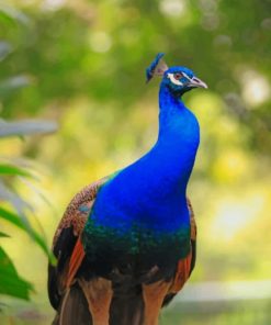 Peacock Blue Bird paint by numbers
