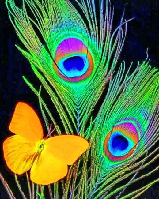 Peacock Feather And Butterfly paint by numbers