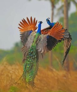 Peacocks Fighting paint by numbers