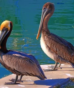 Pelicans By The Water paint by numbers