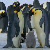 Penguins Emperor Family paint by numbers