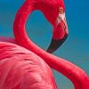 Close Up Pink Flamingo painting by numbers