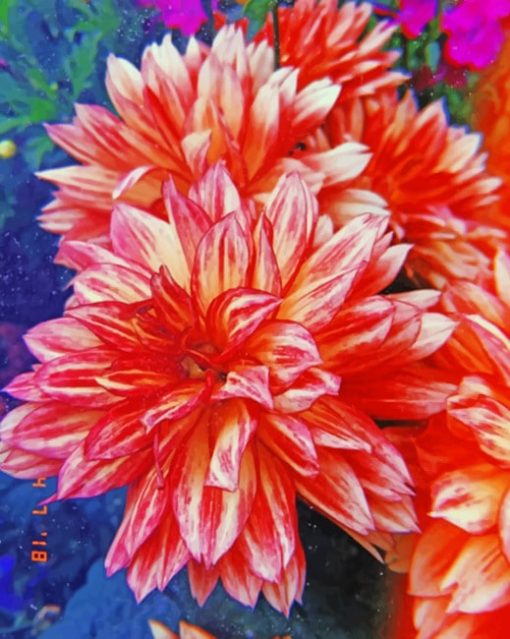 Pink Flower Pack paint by numbers