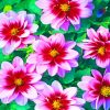 Pink Flowers painting by numbers