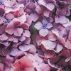 Pink Hydrangea Flower paint by numbers
