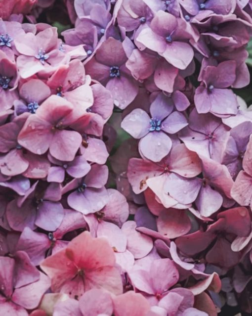 Pink Hydrangea Flower paint by numbers