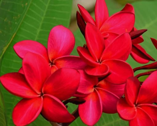Red Plumeria Flower paint by numbers