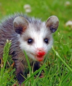 Baby Opossum On A Grassland paint by numbers
