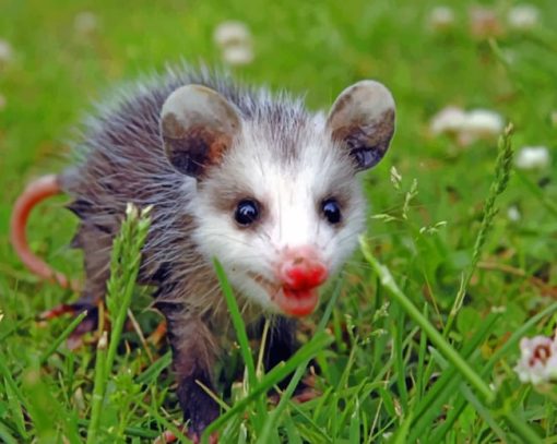Baby Opossum On A Grassland paint by numbers