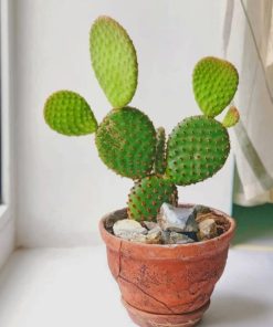 Prickly Pear Houseplant paint by numbers