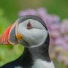 Puffin Bird Close Up paint by numbers