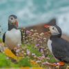 Two Puffin Birds paint by numbers