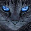 Pure Grey Cat With Blue Eyes painting by numbers