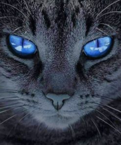 Pure Grey Cat With Blue Eyes painting by numbers