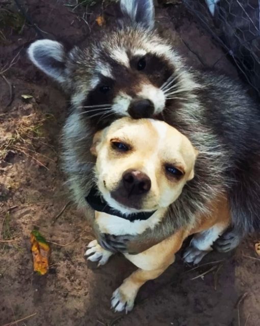 Raccoon And Dog Cuddling painting by numbers