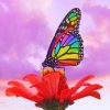 Rainbow Butterfly Aesthetic painting by numbers