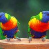 Rainbow Lorikeet Bird paint by numbers