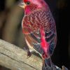Raspberry Bird paint by numbers