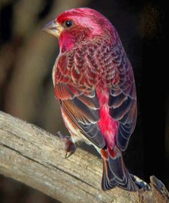 Raspberry Bird paint by numbers