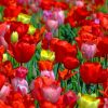 Red And Pink Tulip Field paint by numbers