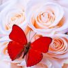 Red Butterfly Among White Roses painting by numbers