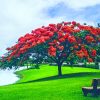 Red Flowering Trees Beside The Lake paint by numbers