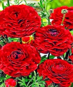 Red Roses painting by numbers