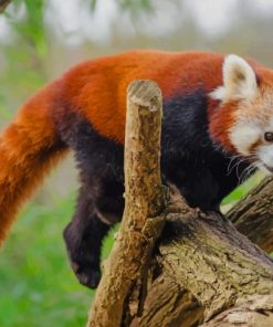 Red Panda On A Tree paint by numbers