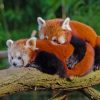 Two Red Pandas Hugging paint by numbers