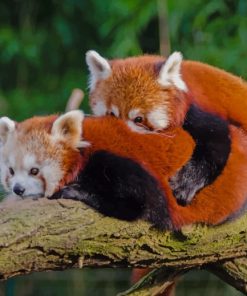Two Red Pandas Hugging paint by numbers