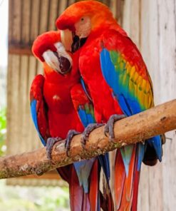 Red Parrots On A Branch paint by numbers