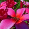 Red Bright Plumeria Flowers paint by numbers