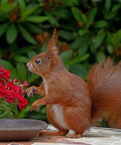 Red Squirrel Smelling Flowers paint by numbers